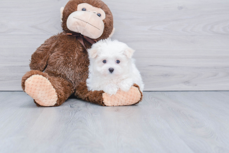 Cute Maltese Purebred Puppy