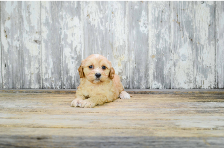 Cavachon Pup Being Cute