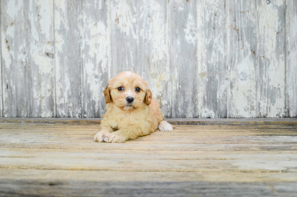 Cavachon Pup Being Cute