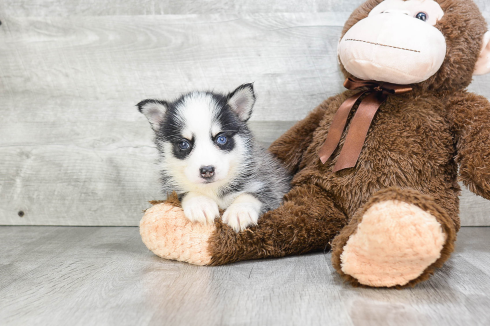 Little Mini Husky Designer Puppy