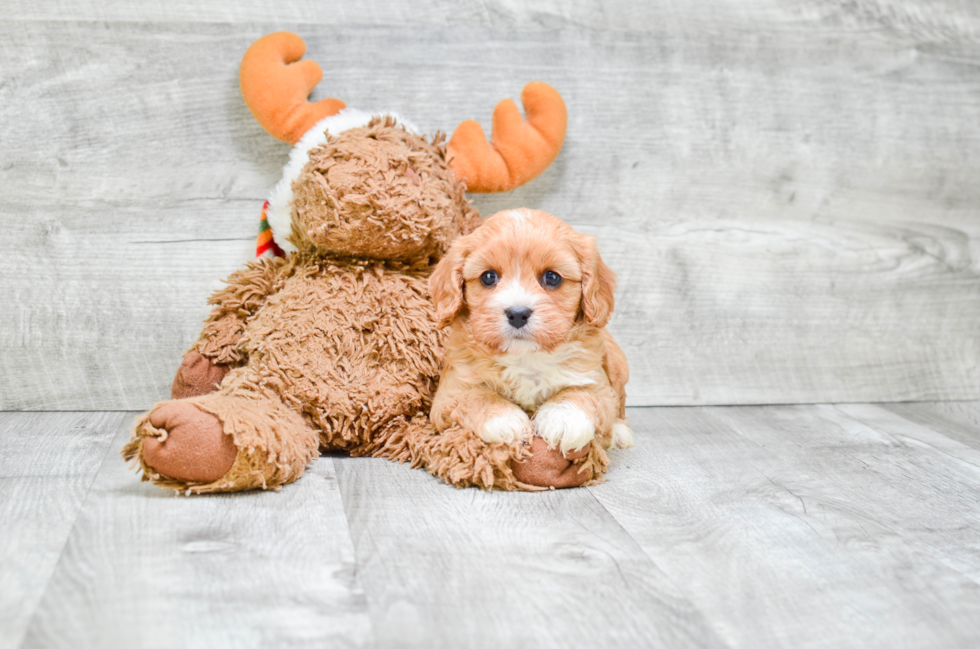 Small Cavapoo Baby