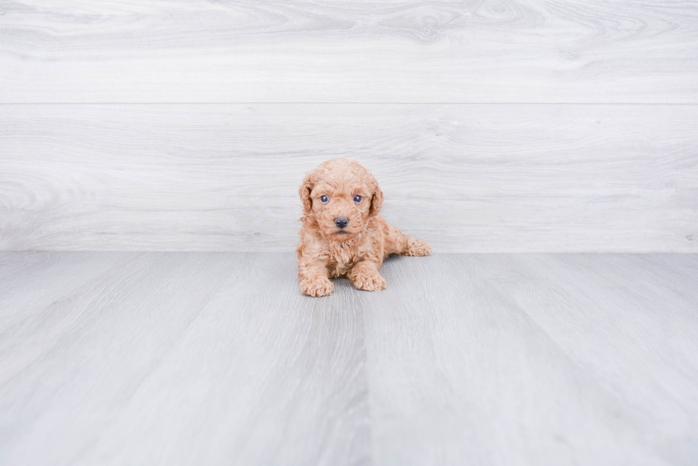 Poodle Pup Being Cute