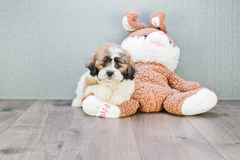 Teddy Bear Pup Being Cute