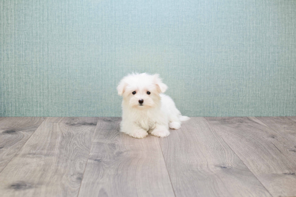 Maltese Puppy for Adoption