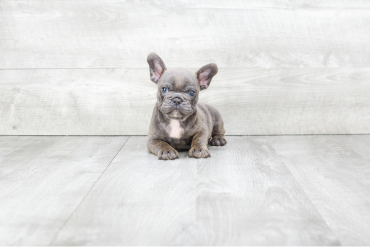 Best French Bulldog Baby