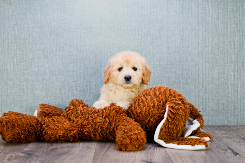 Mini Goldendoodle Pup Being Cute