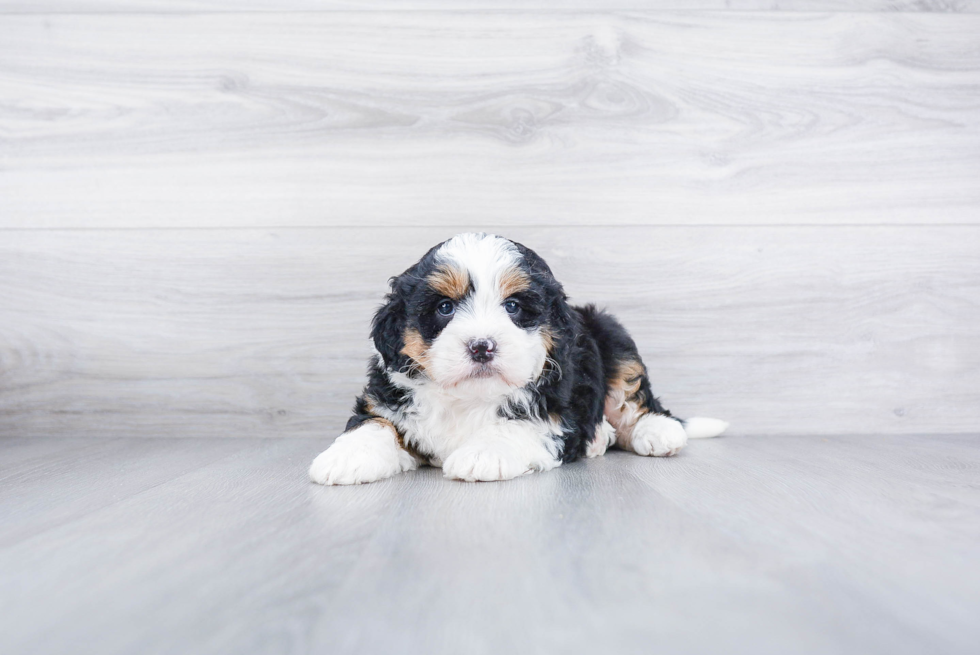 Mini Bernedoodle Puppy for Adoption