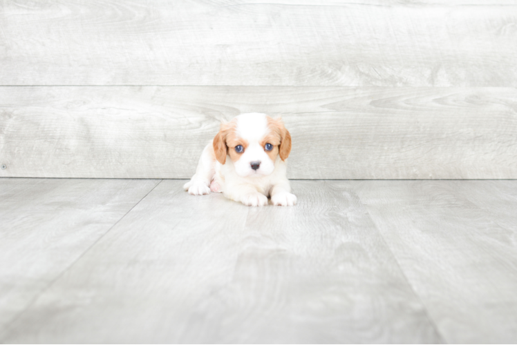 Cavalier King Charles Spaniel Pup Being Cute