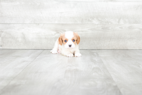 Cavalier King Charles Spaniel Pup Being Cute