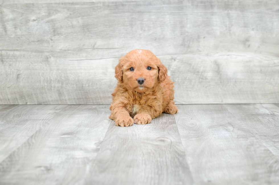 Funny Mini Goldendoodle Poodle Mix Pup