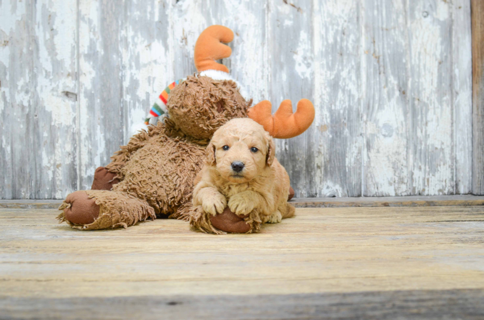 Best Mini Goldendoodle Baby