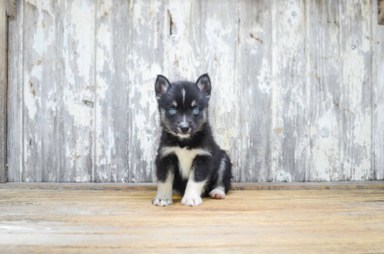 Pomsky Pup Being Cute