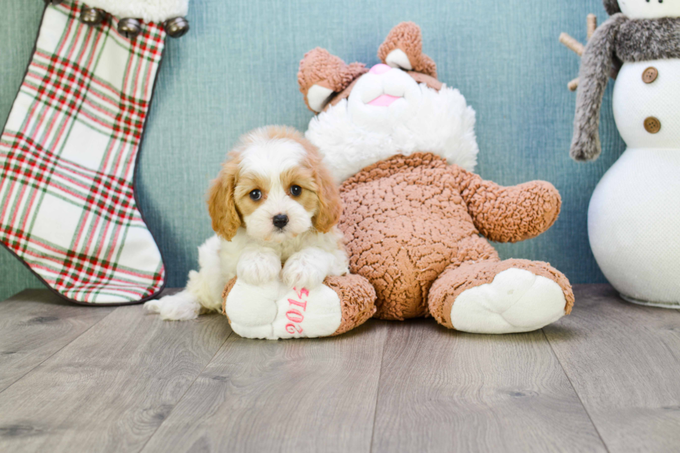 Cute Cavapoo Baby