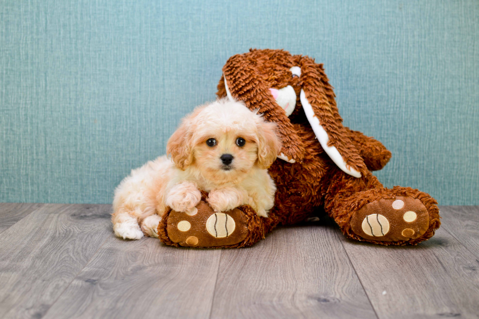 Hypoallergenic Cavoodle Poodle Mix Puppy