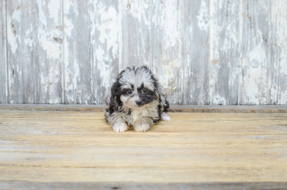 Mini Aussiedoodle Puppy for Adoption