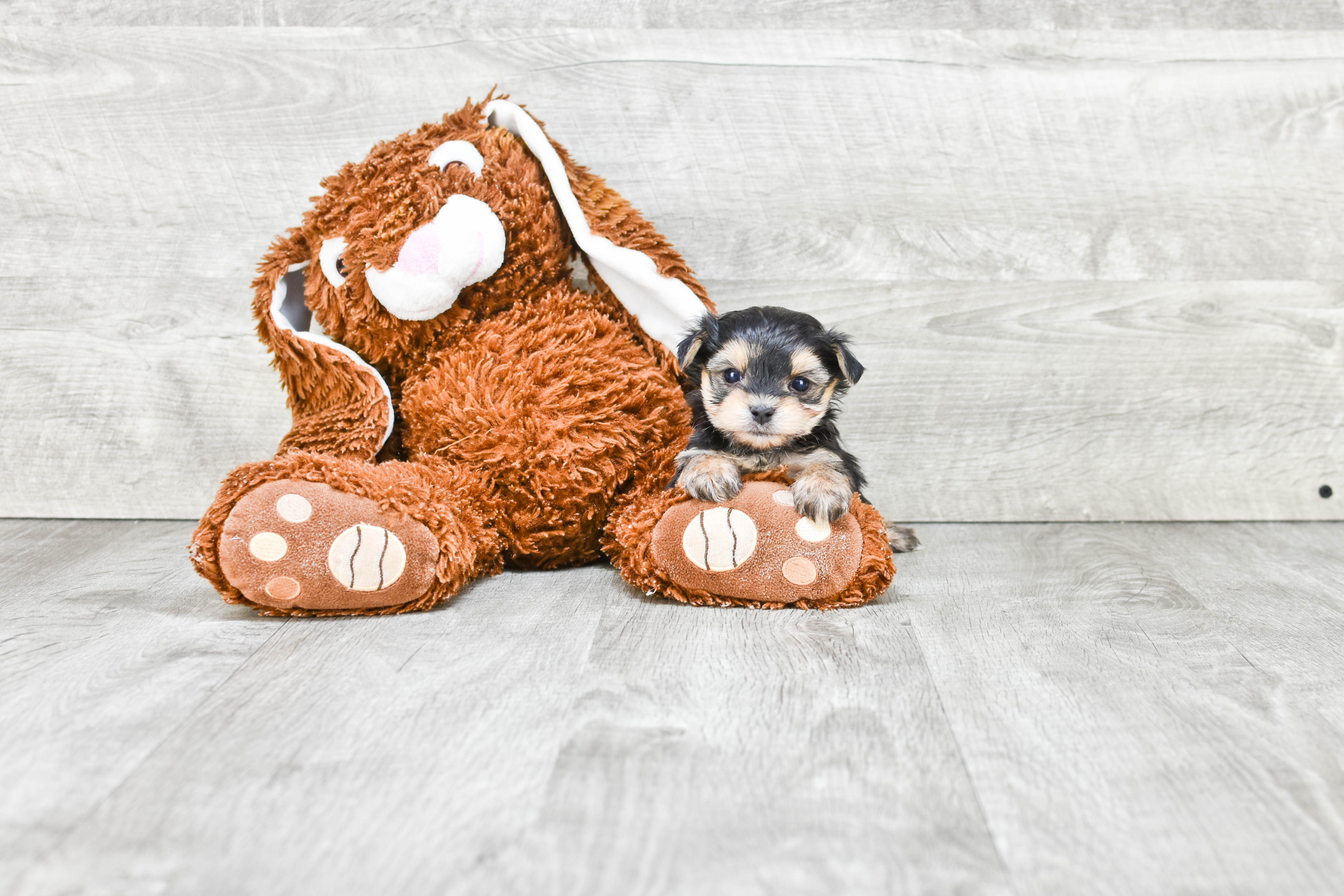Playful Yorkie Designer Puppy