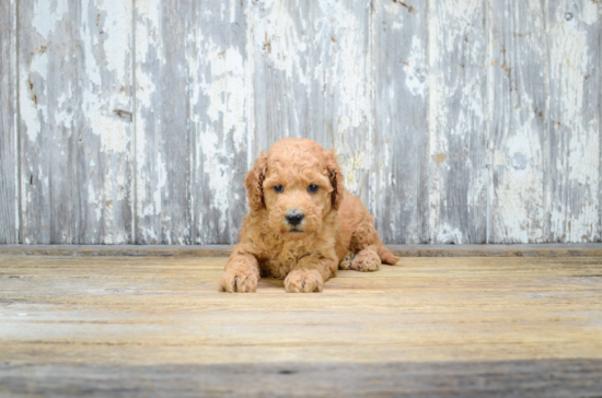 Happy Mini Goldendoodle Baby