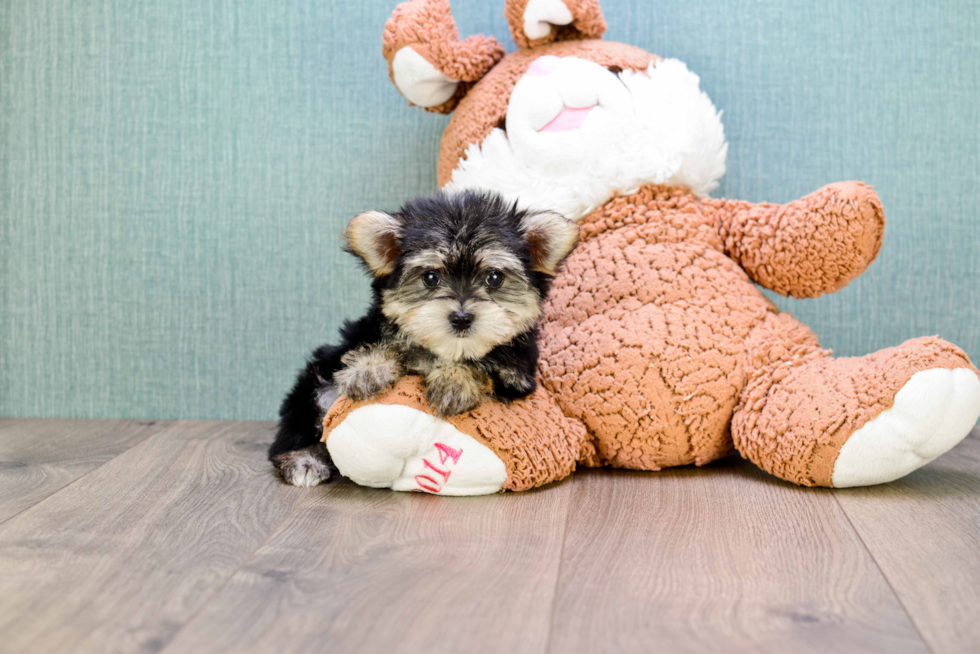 Best Morkie Baby