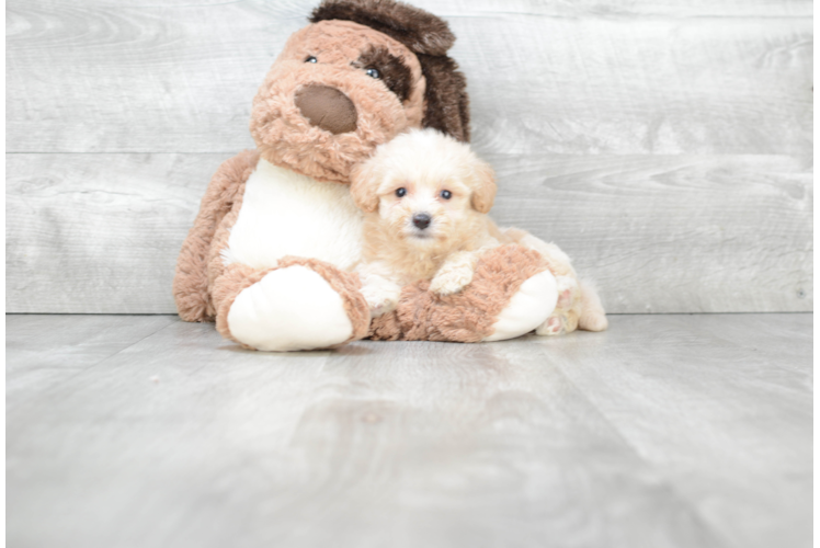 Funny Maltipoo Poodle Mix Pup