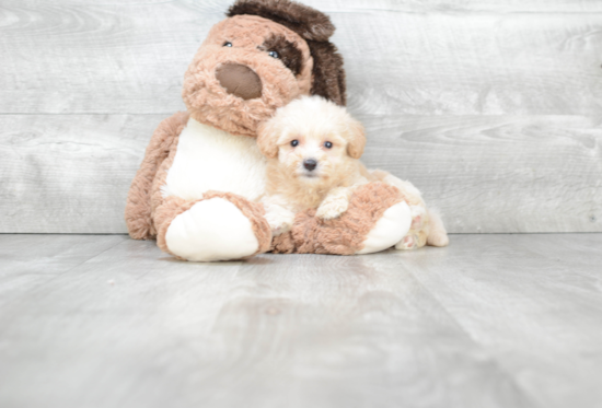 Funny Maltipoo Poodle Mix Pup