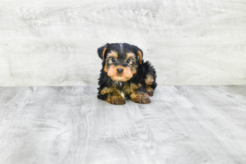 Meet Jeremy - our Yorkshire Terrier Puppy Photo 