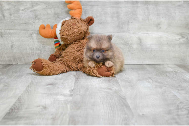 Energetic Pomeranian Purebred Puppy