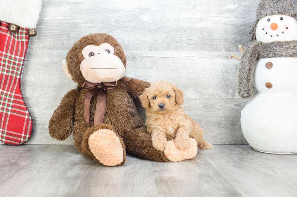 Mini Goldendoodle Pup Being Cute