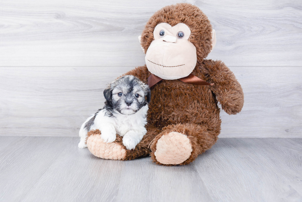 Playful Maltepoo Poodle Mix Puppy