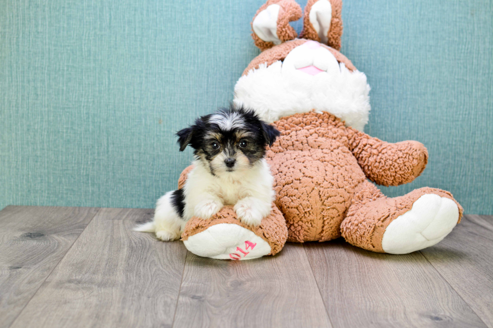 Energetic Yorkie Designer Puppy