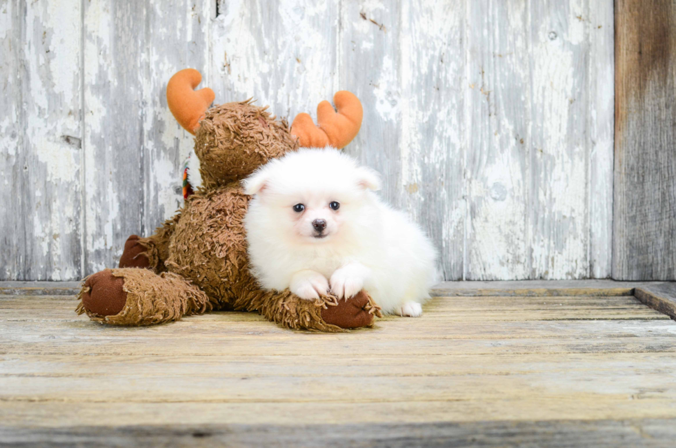 Pomeranian Pup Being Cute