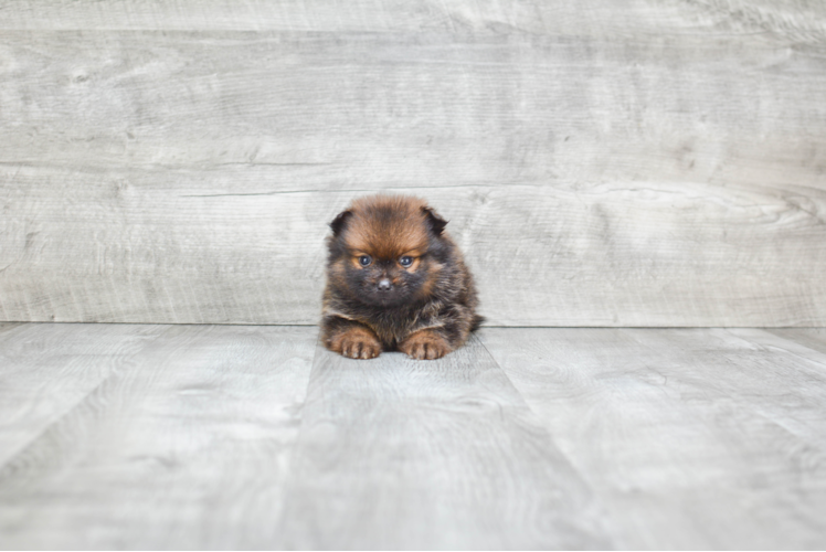 Small Pomeranian Purebred Pup