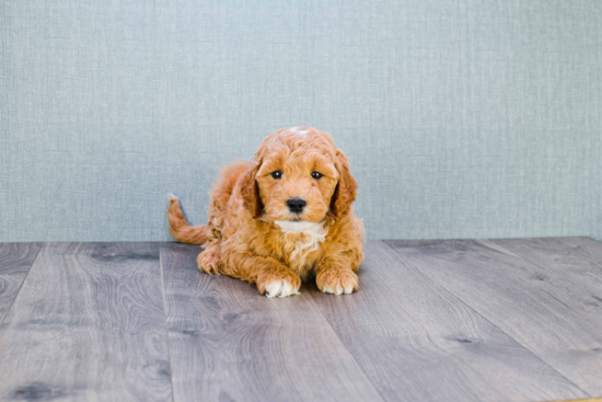 Mini Goldendoodle Puppy for Adoption