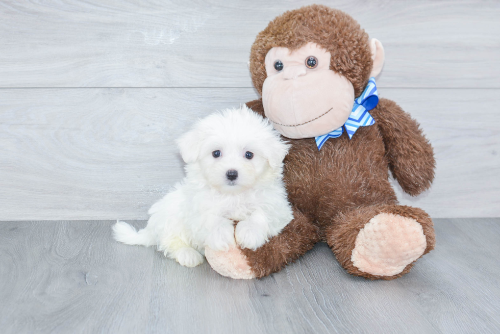 Little Maltese Purebred Pup