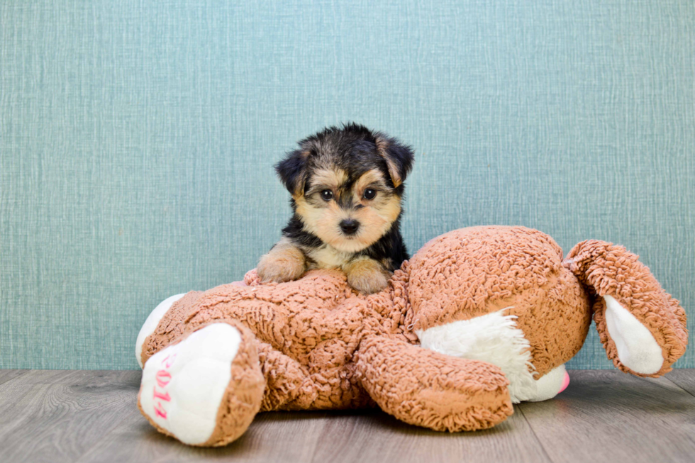 Cute Havanese Purebred Puppy