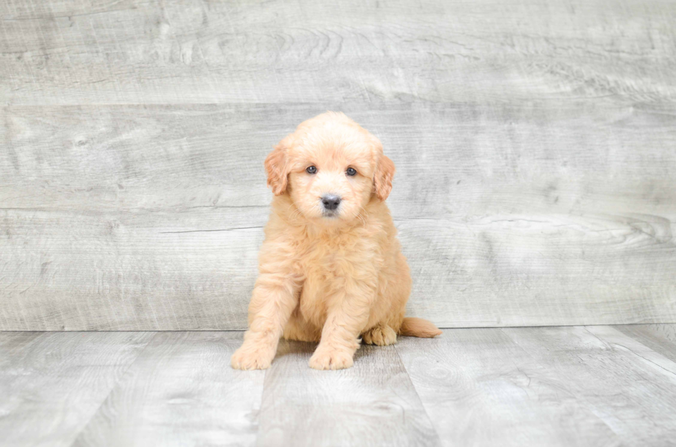 Fluffy Mini Goldendoodle Poodle Mix Pup