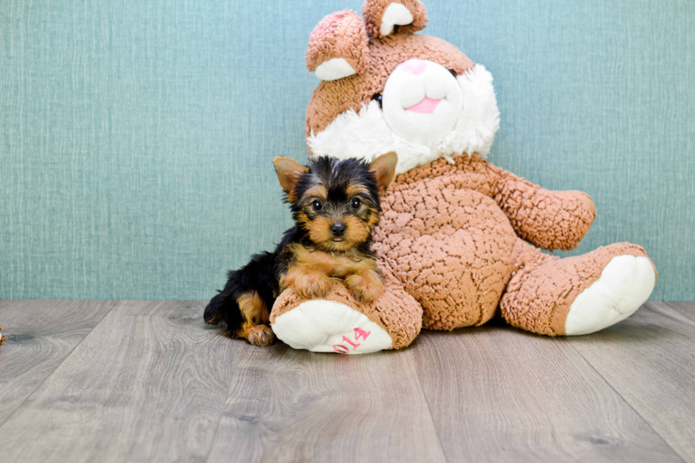 Meet Tinkerbell - our Yorkshire Terrier Puppy Photo 