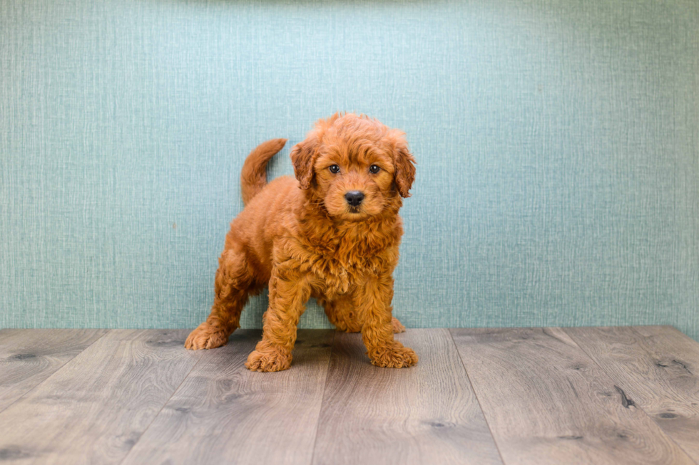 Cute Mini Goldendoodle Baby