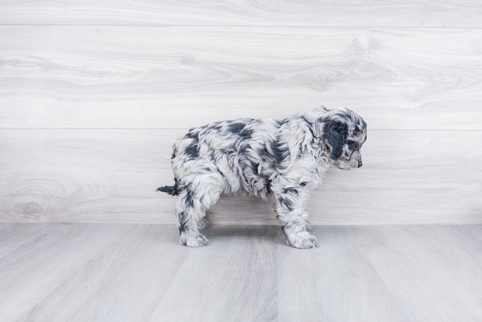 Mini Goldendoodle Pup Being Cute