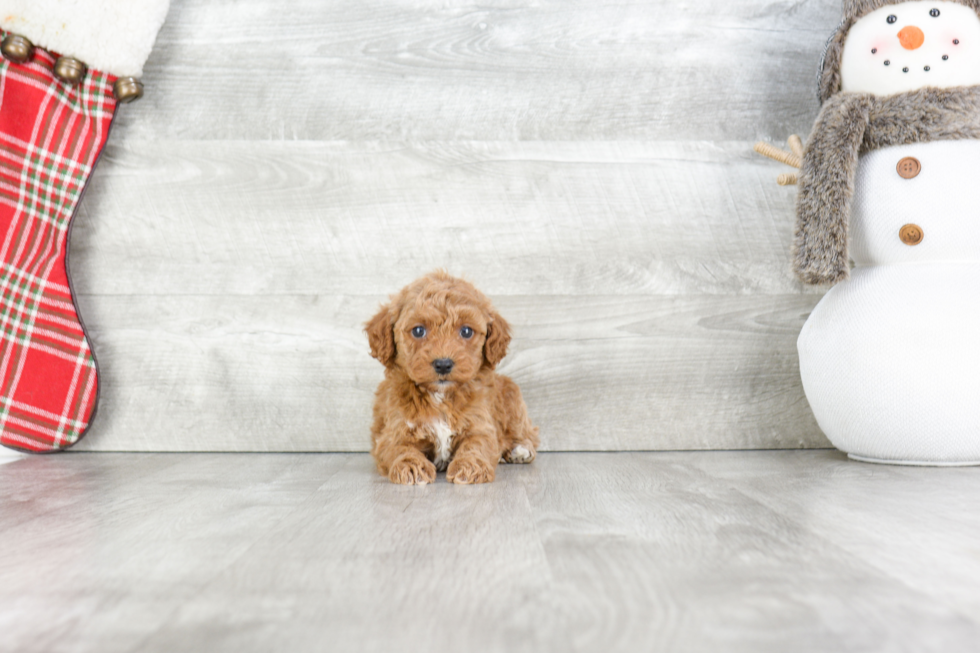 Little Cavoodle Poodle Mix Puppy