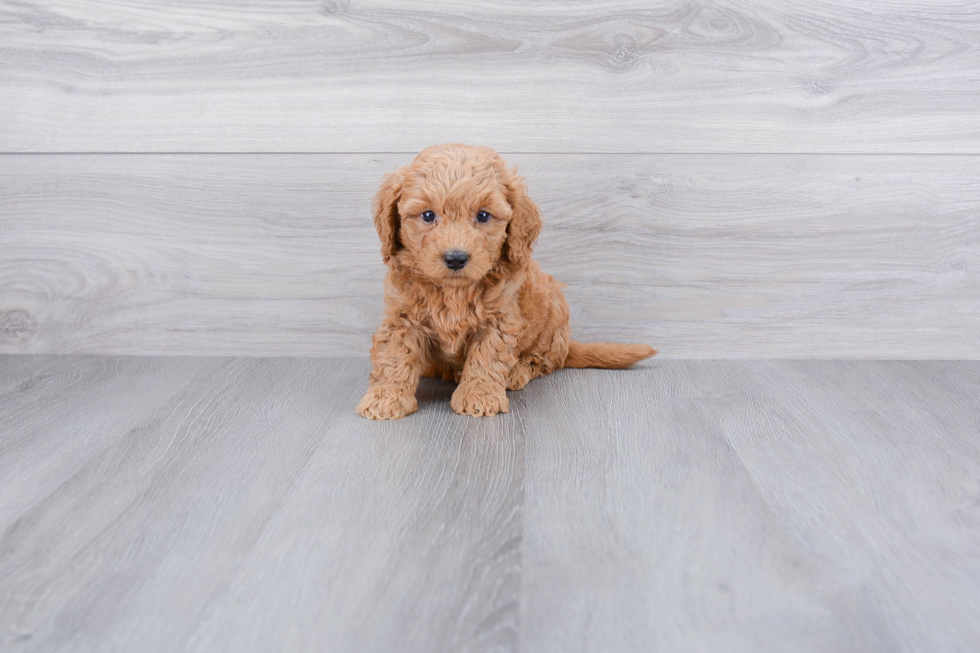 Mini Goldendoodle Puppy for Adoption