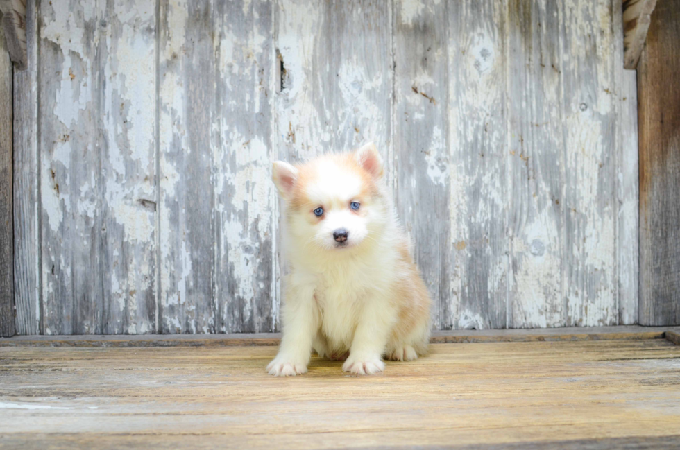 Best Pomsky Baby