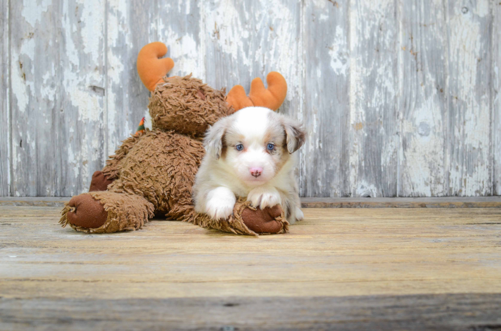 Popular Mini Aussiedoodle Poodle Mix Pup