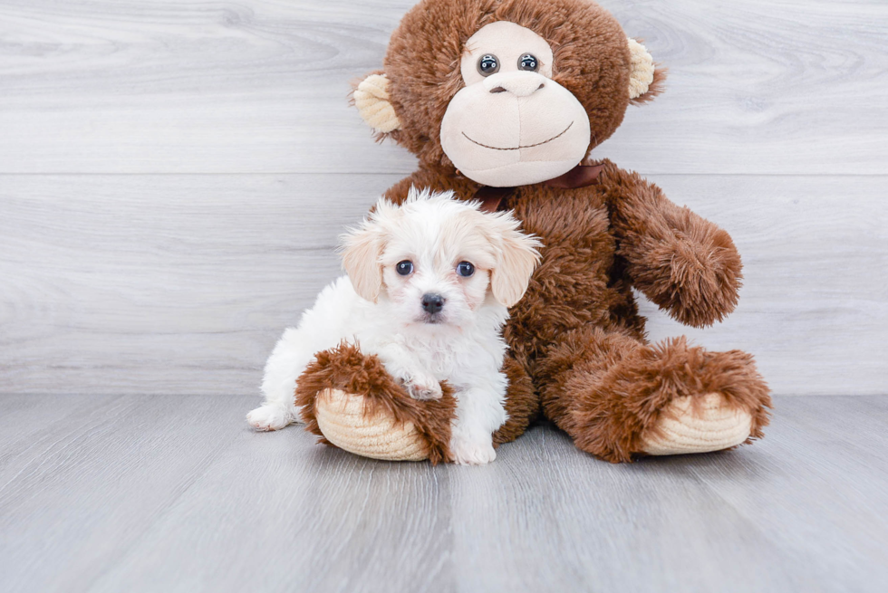 Cavachon Pup Being Cute