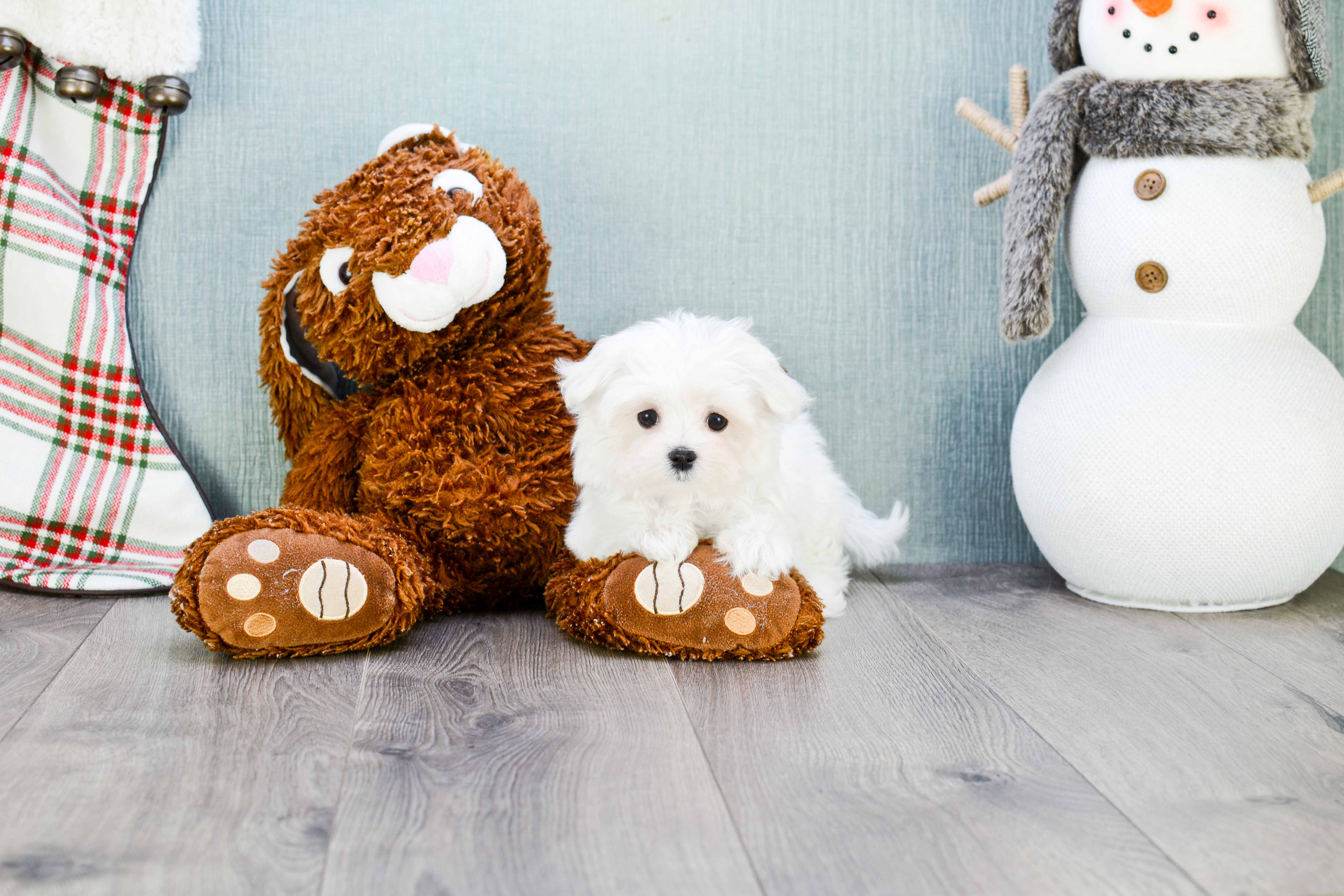 Best Maltese Baby
