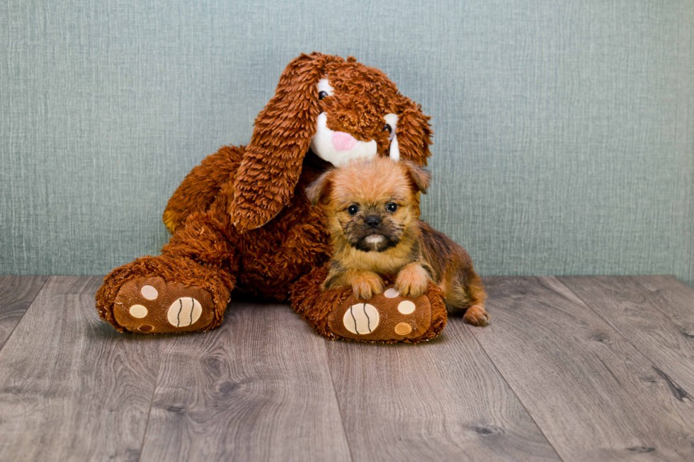 Cute Brussels Griffon Baby