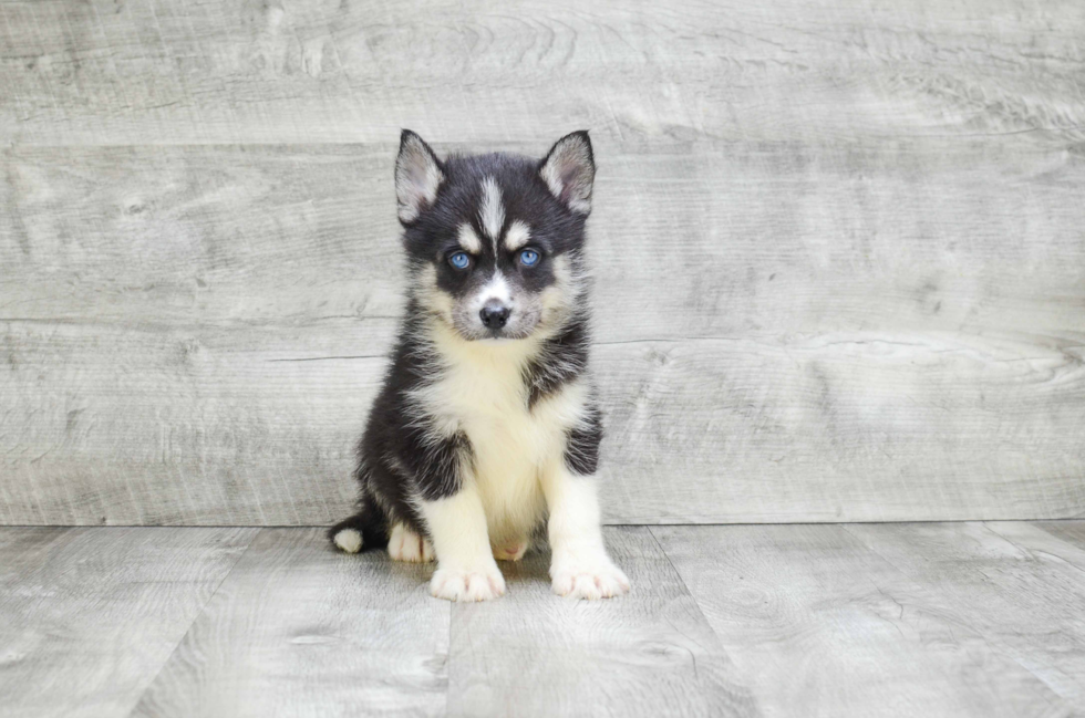 Sweet Pomsky Baby