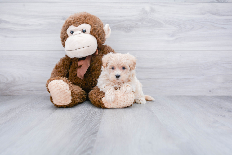Fluffy Maltipoo Poodle Mix Pup