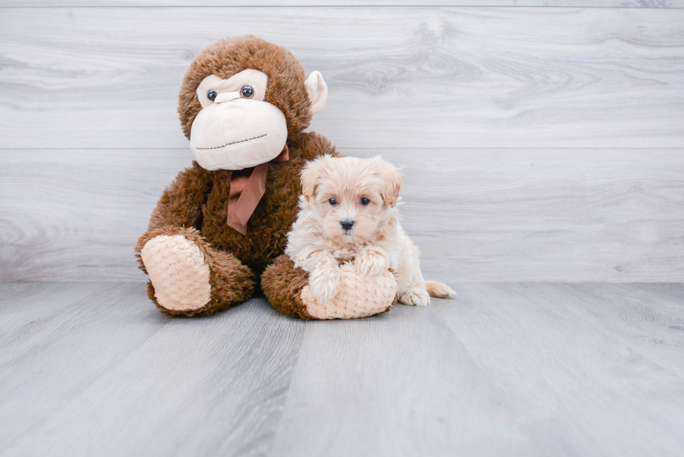 Fluffy Maltipoo Poodle Mix Pup