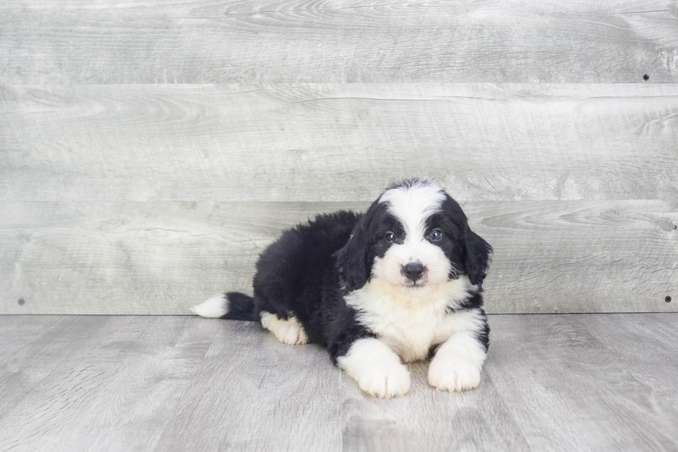 Hypoallergenic Bernadoodle Poodle Mix Puppy