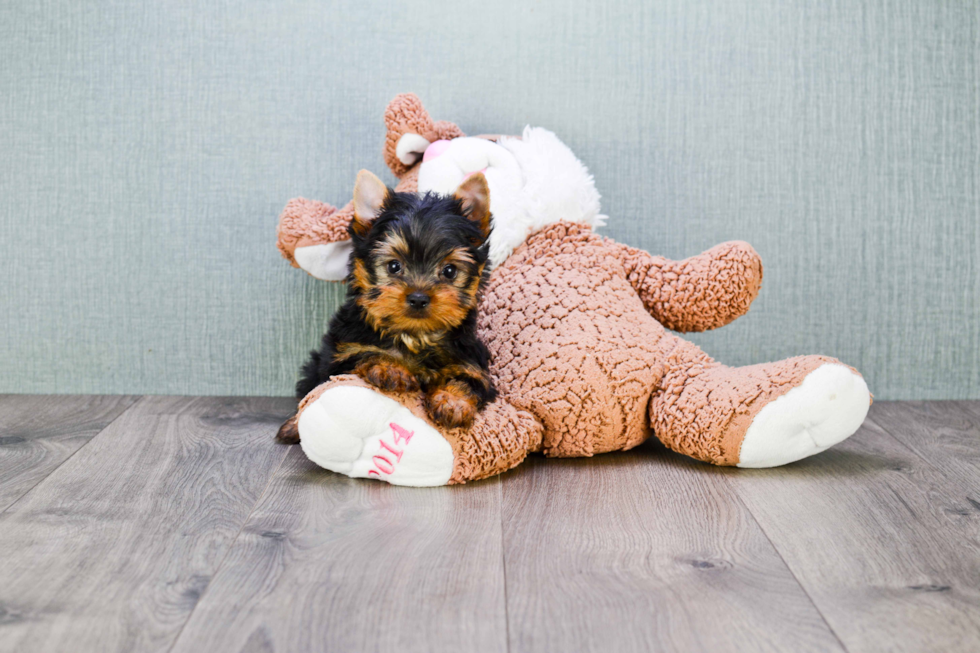 Meet Eli - our Yorkshire Terrier Puppy Photo 